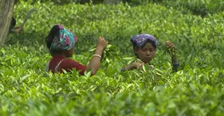 বিশ্ববাজারে পিছিয়ে বাংলাদেশ, বিশেষায়িত চা উৎপাদনের পরামর্শ সংশ্লিষ্টদের